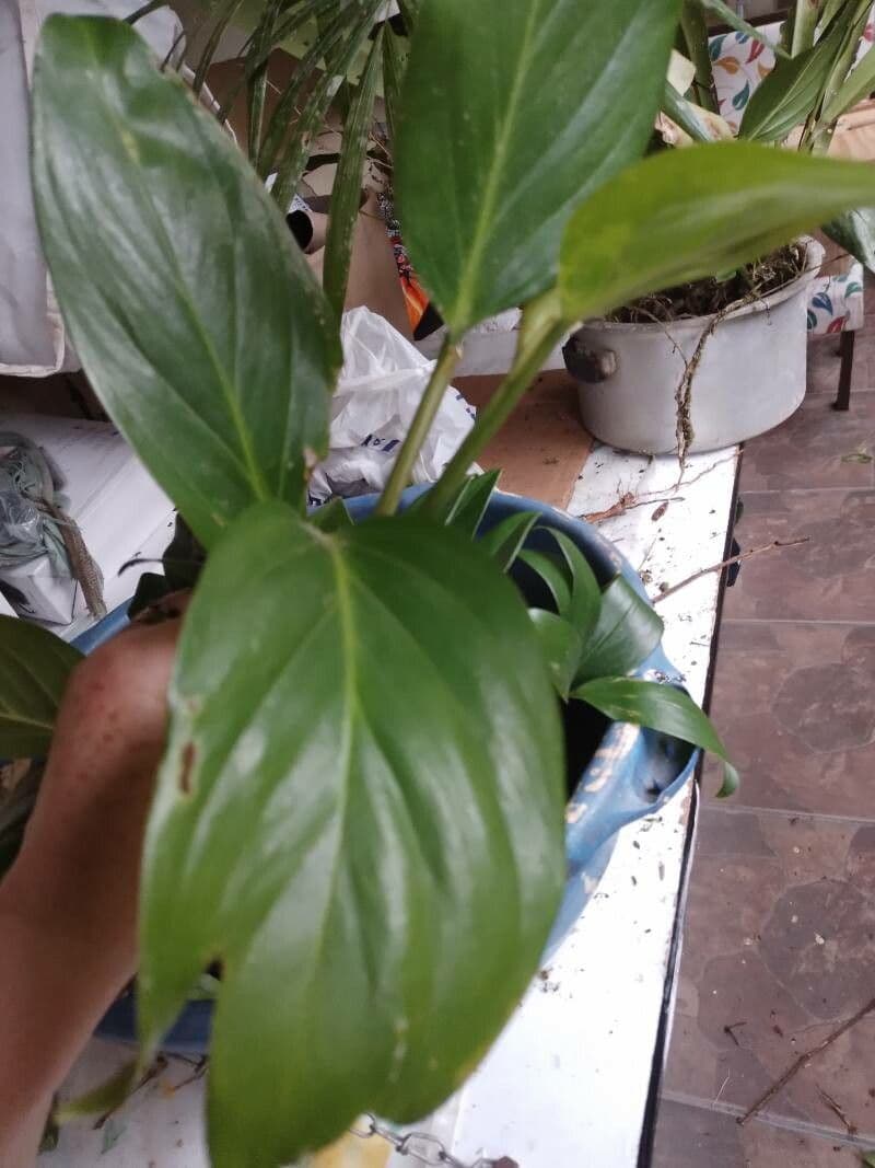Monstera di Lechler 3