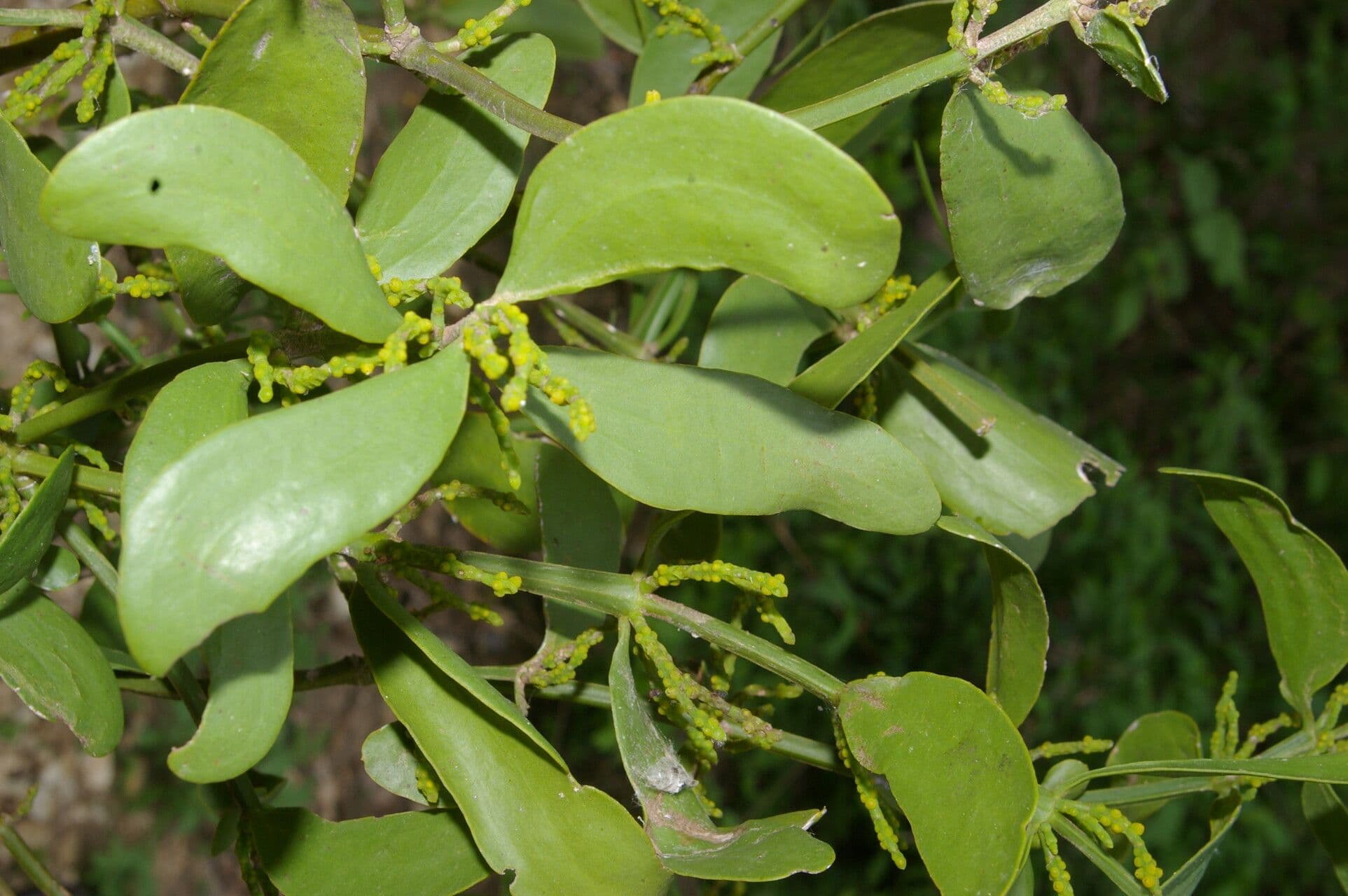 Phoradendron 14