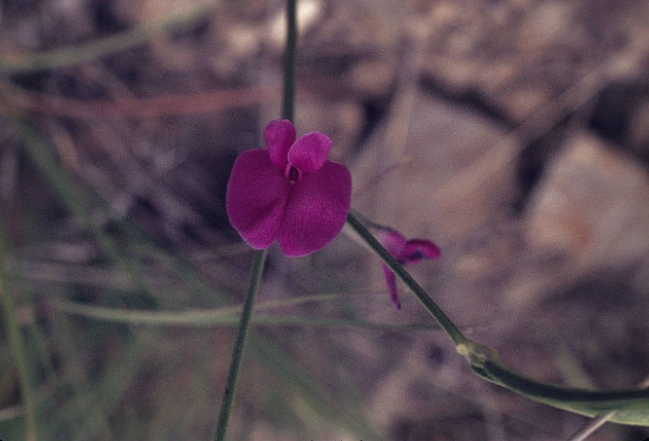 Cologania angustifolia 2