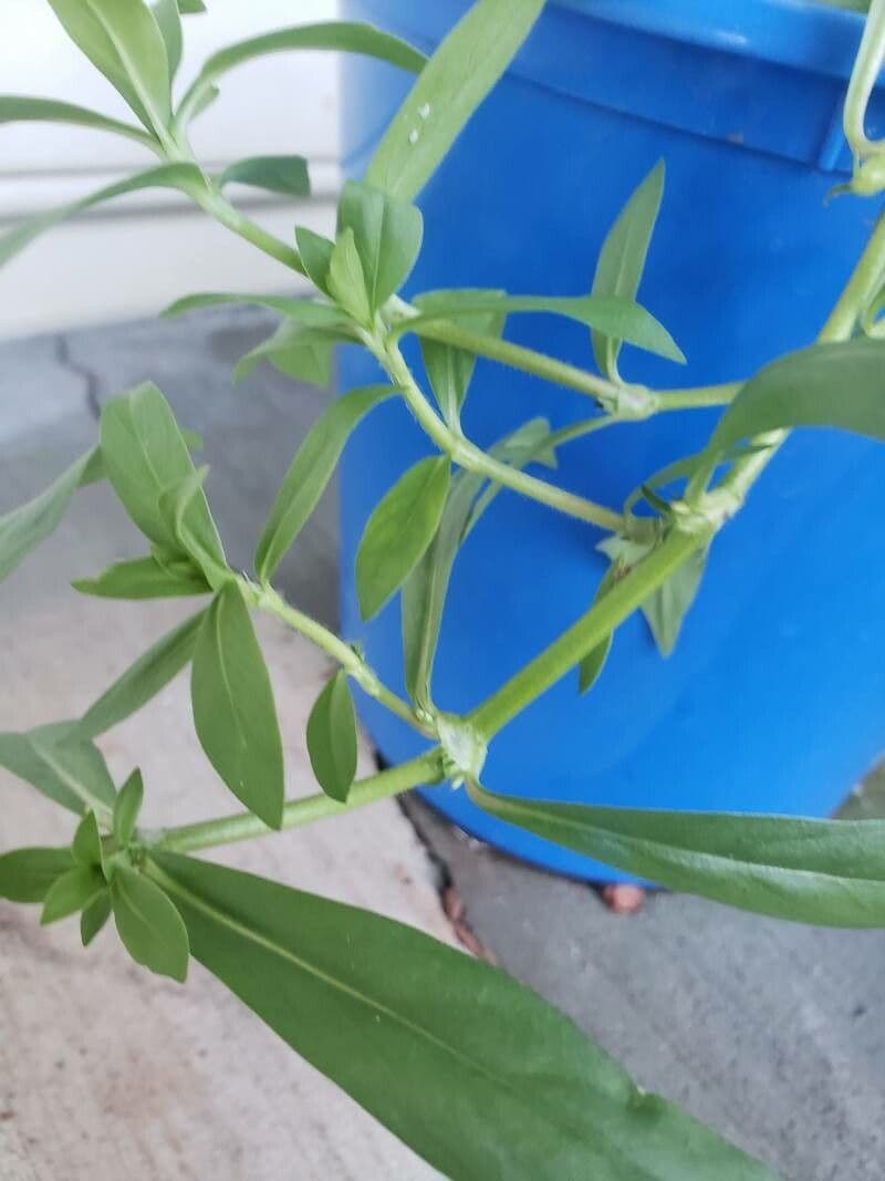 Diodia virginiana 25