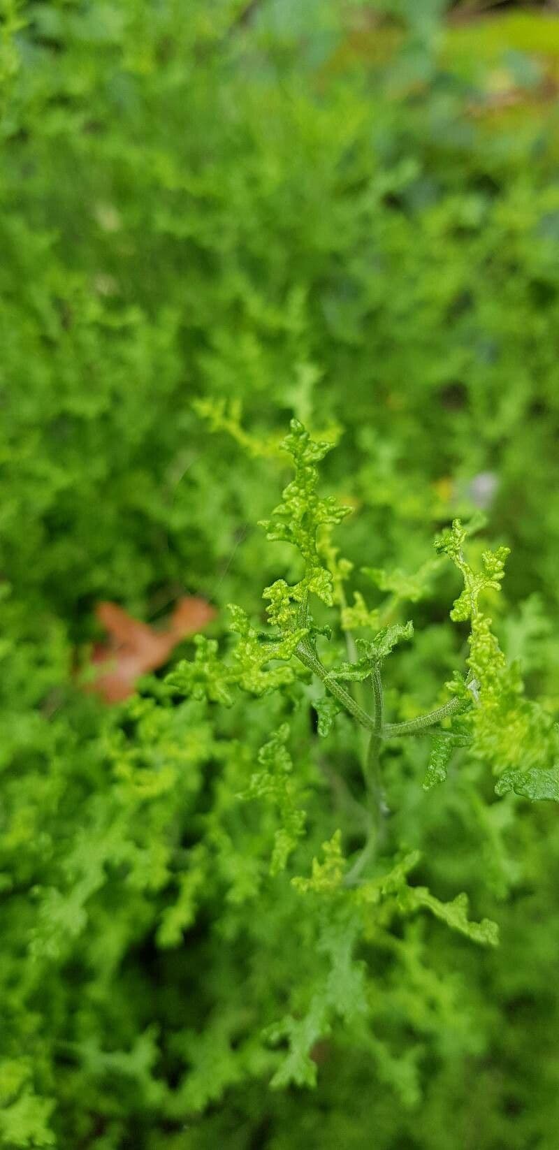 Salvia 12