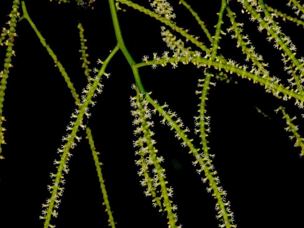 Ubim-Palme 5