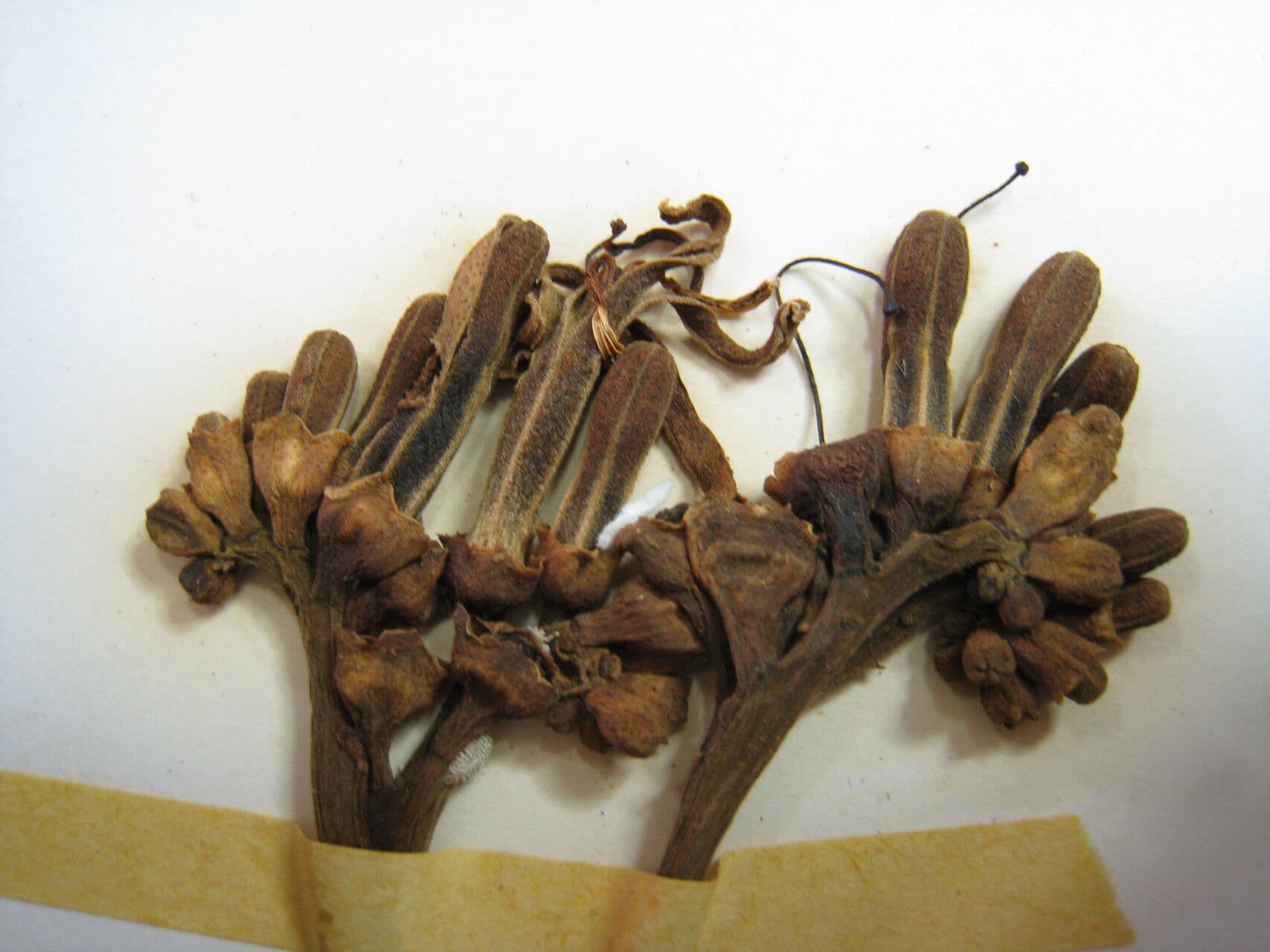 Ticorea fetida 4