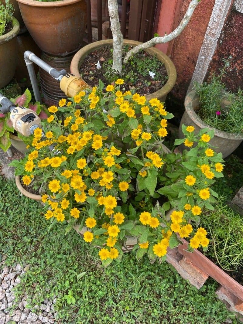 Mélampode divariqué 9