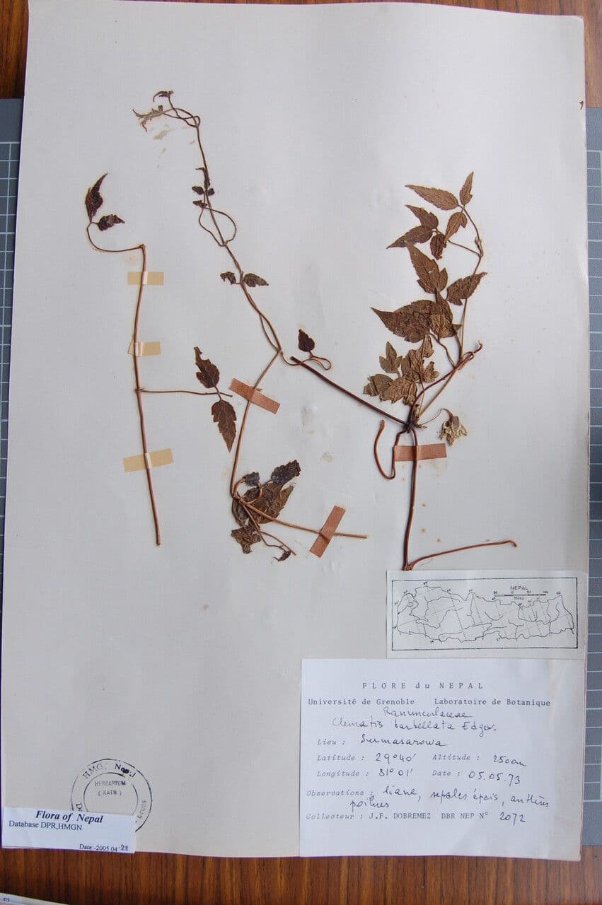 Clematis 8