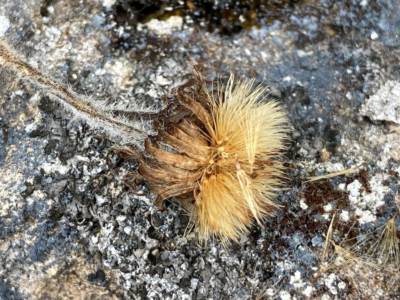 Erigeron 2