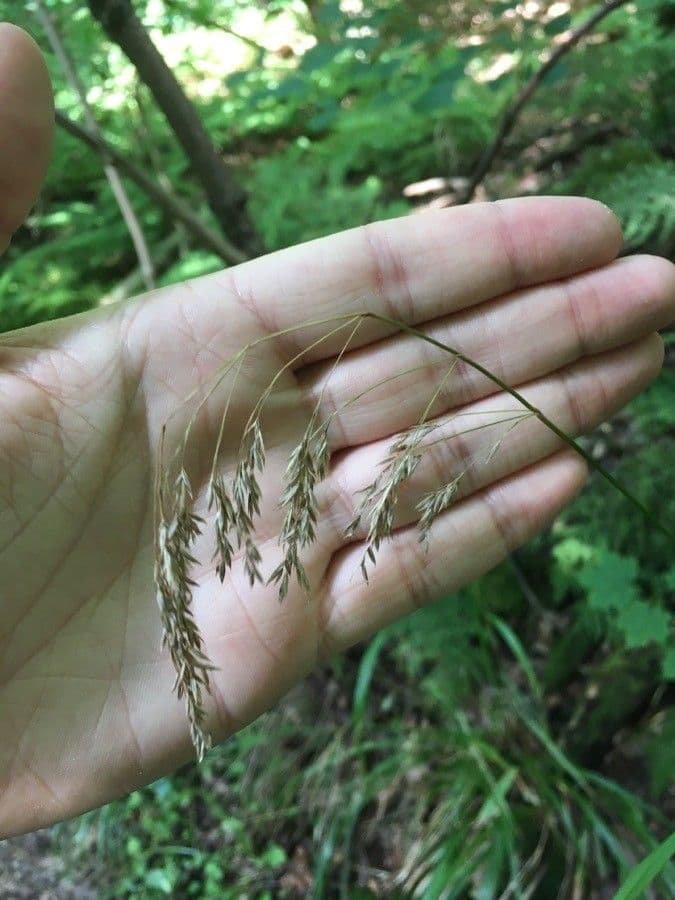 Wald-Schwingel 3