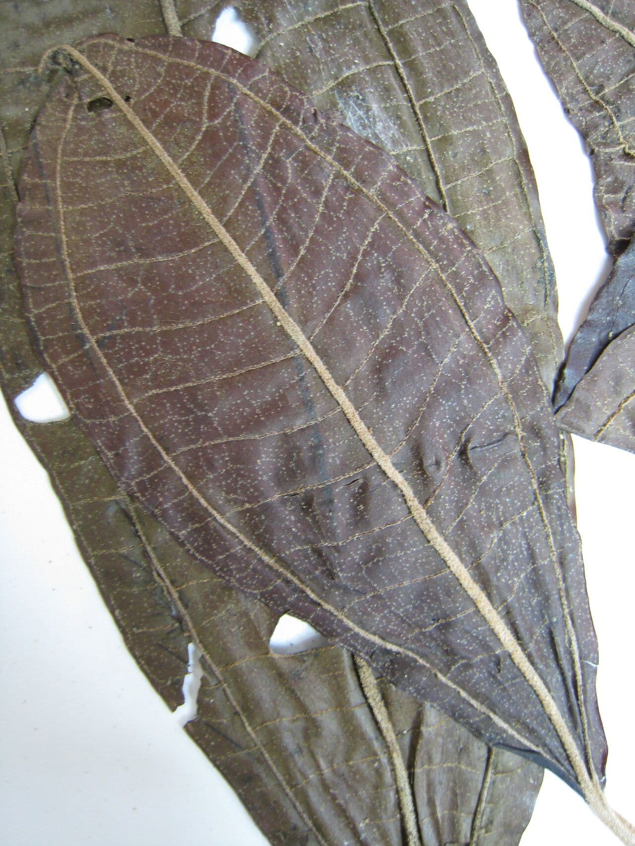 Miconia