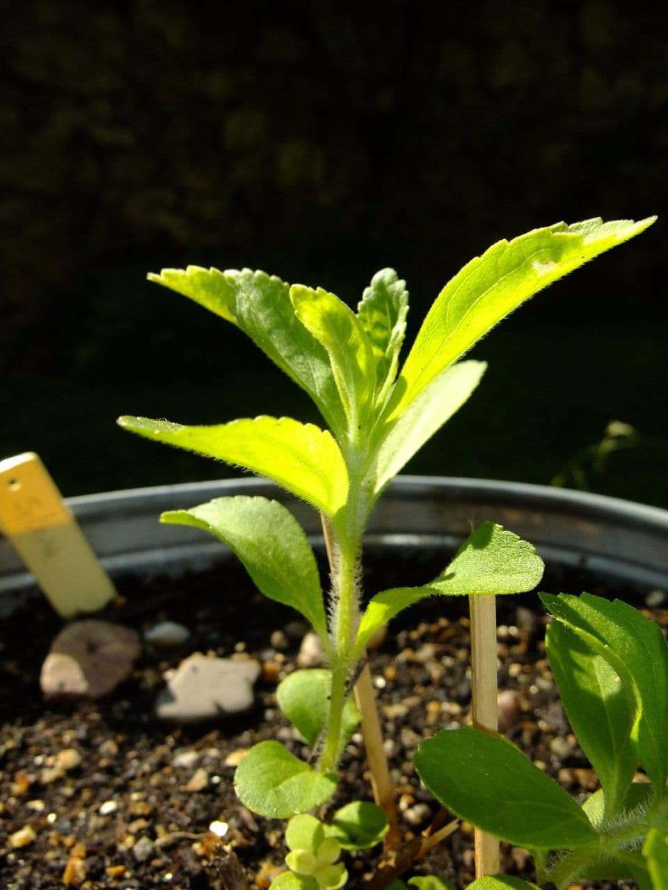 Stevia 8