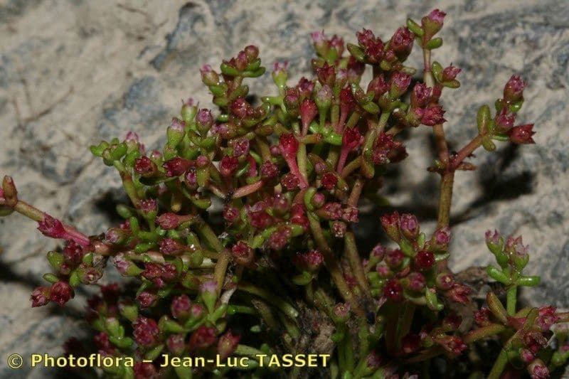 Felsenfetthenne 20