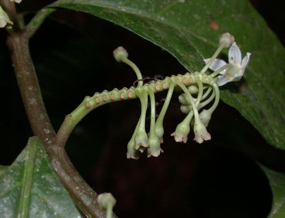 Solanum 16