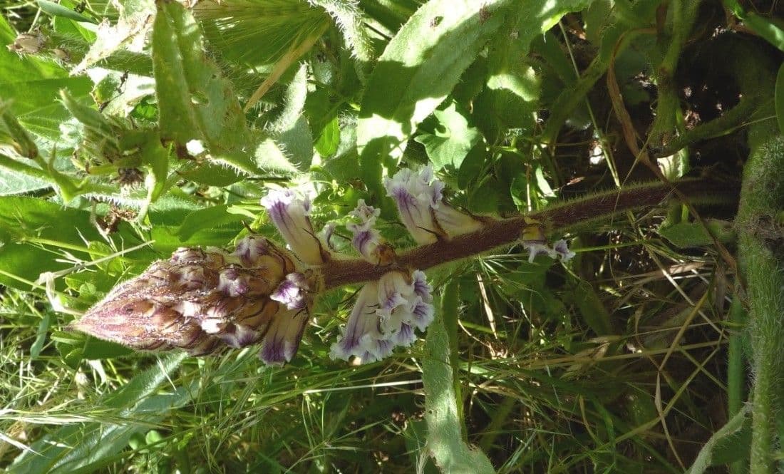 Corbiculada 8