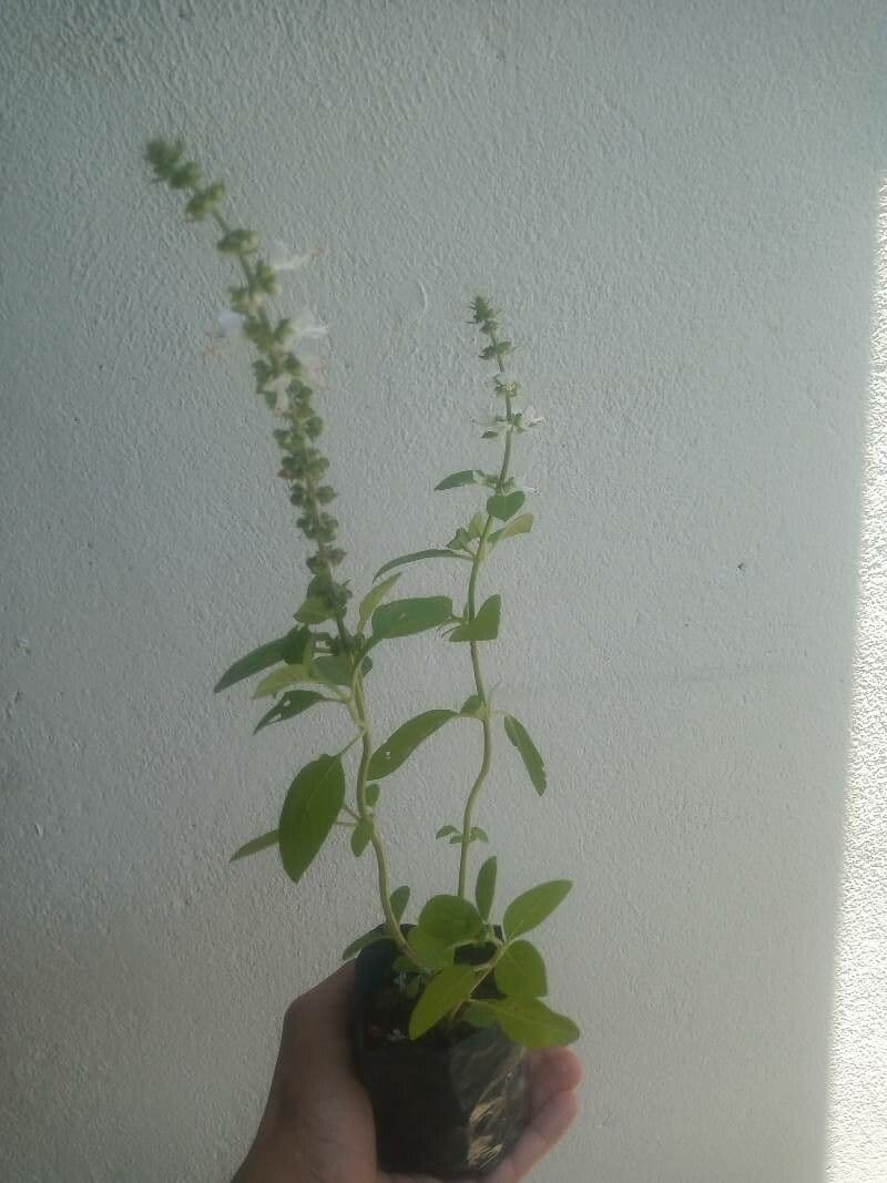 Basilico americano 6