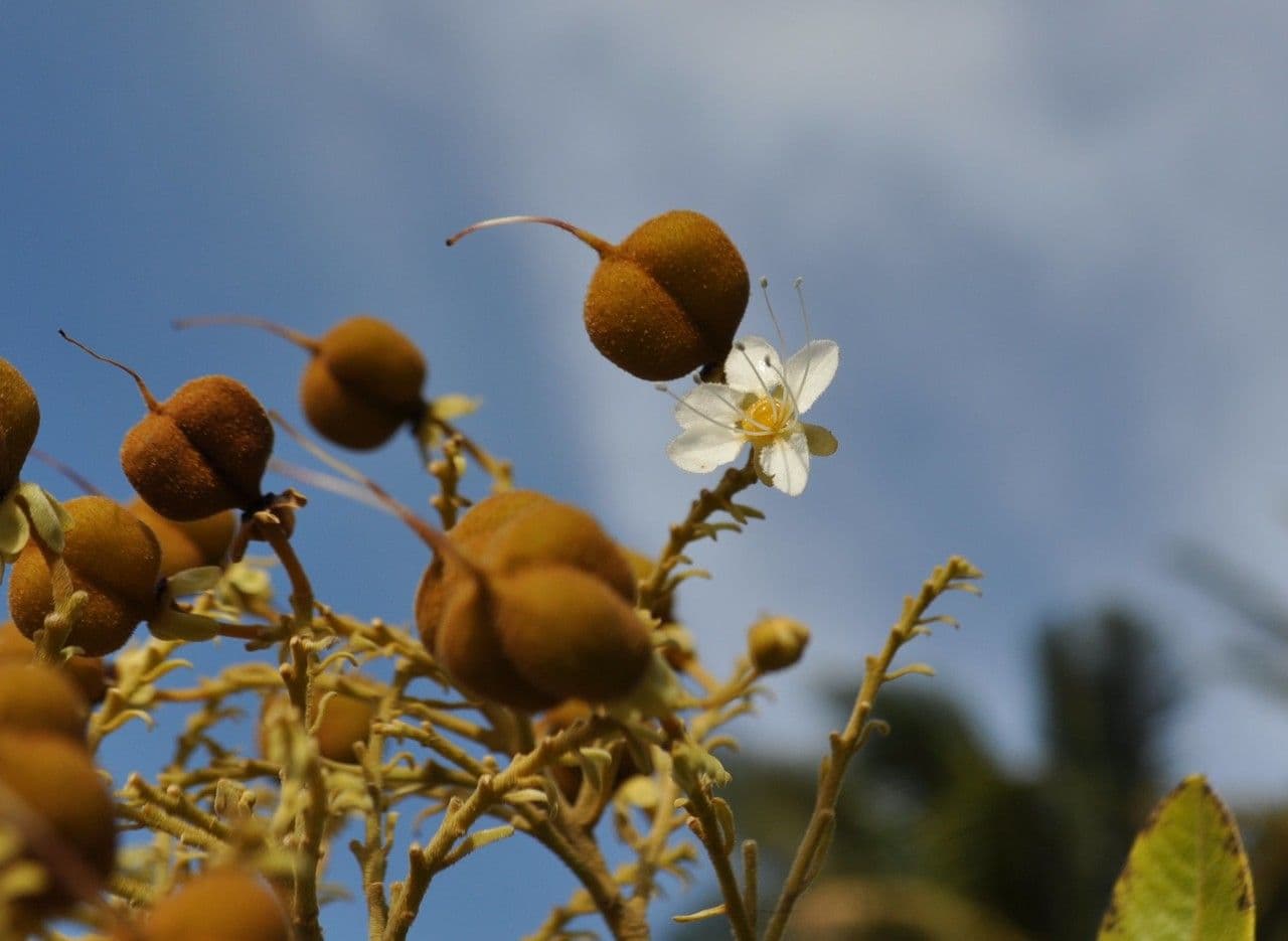 Cossinia pinnata 6