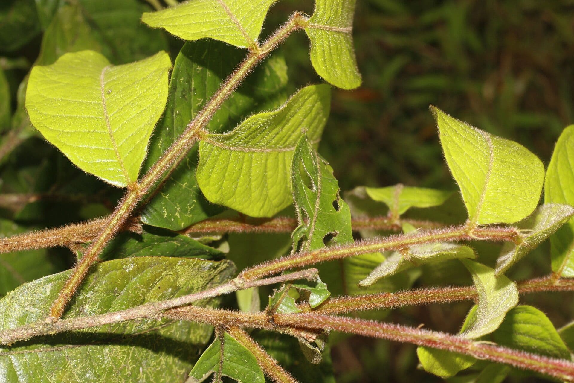 Hirtella 7