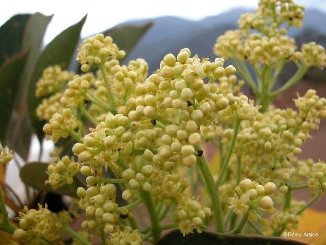 Polyscias