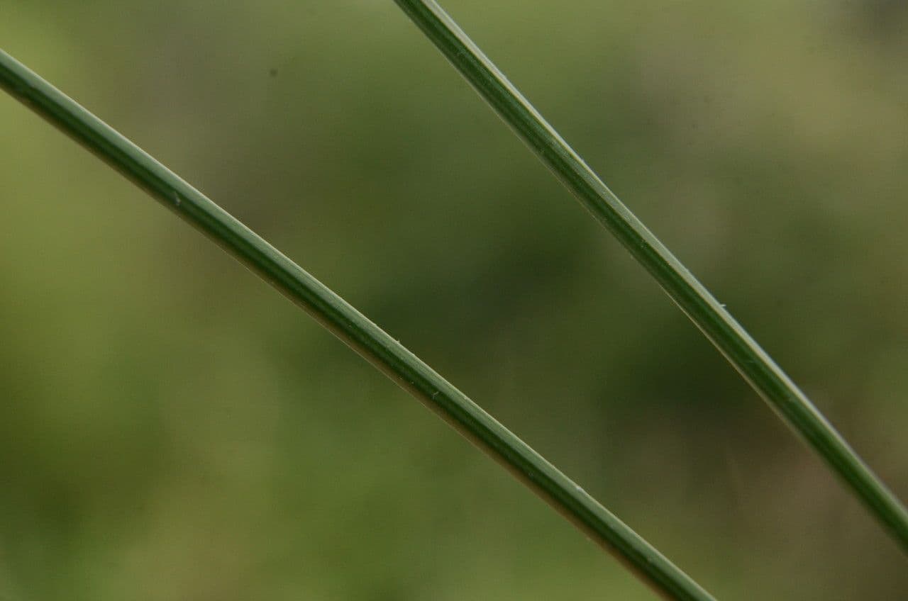 Afillante 24