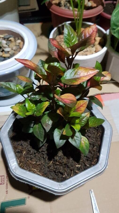 Alternanthera Brasiliana 20