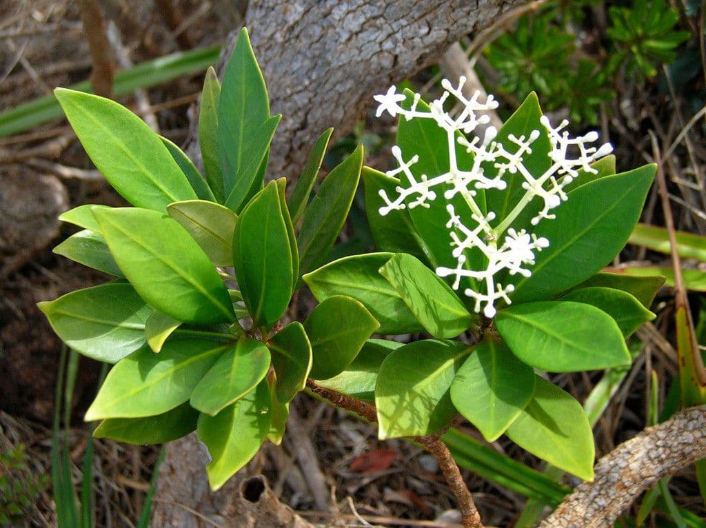 Psychotria 11