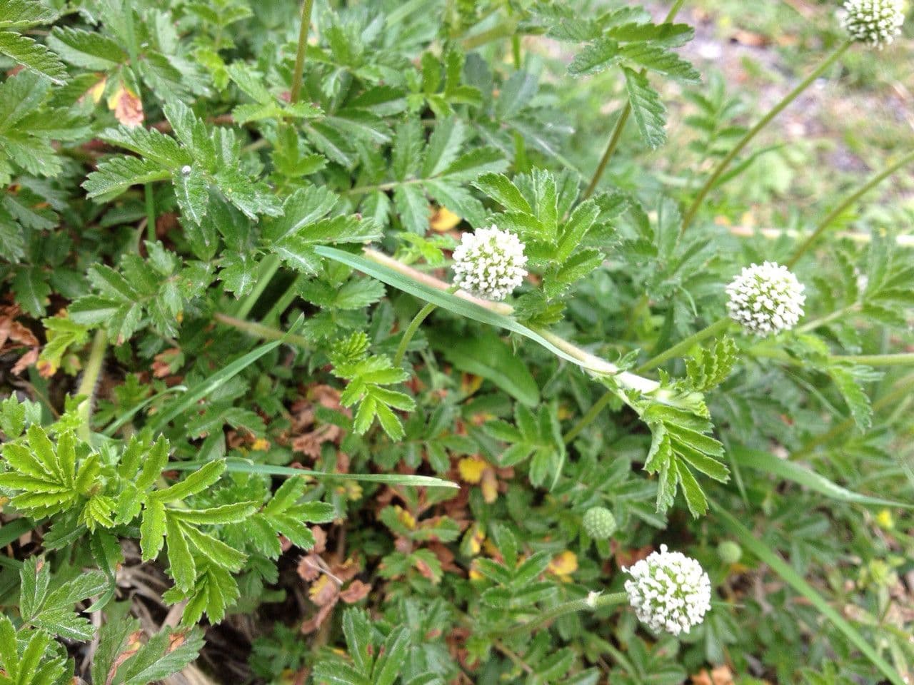 Acaena 11