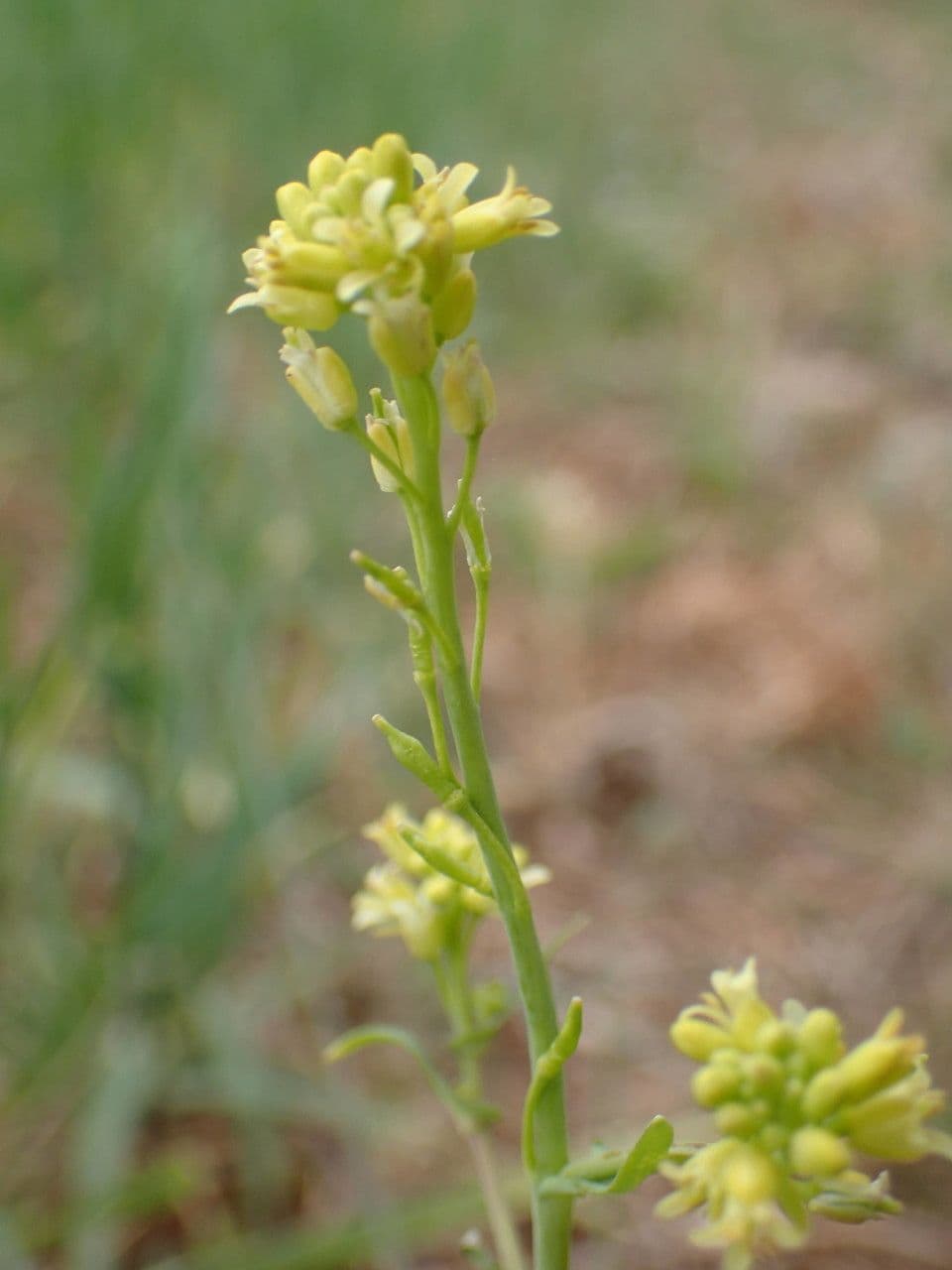 Myagrum perfoliatum 28
