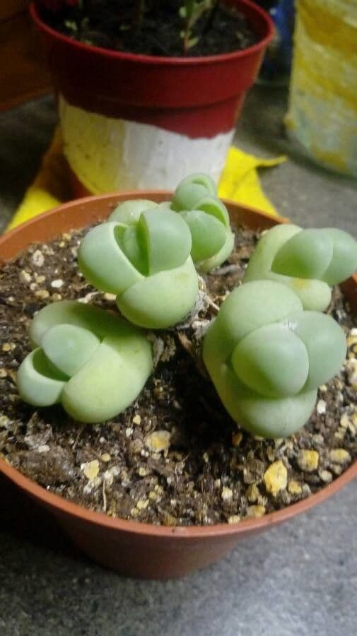 Gibbaeum 3