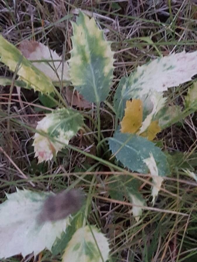 Panicaut à trois pointes 12