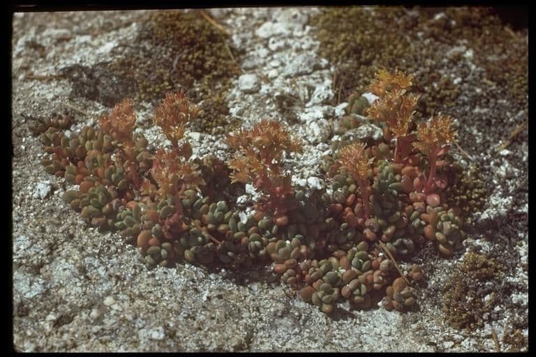 Borracina ottusa 18