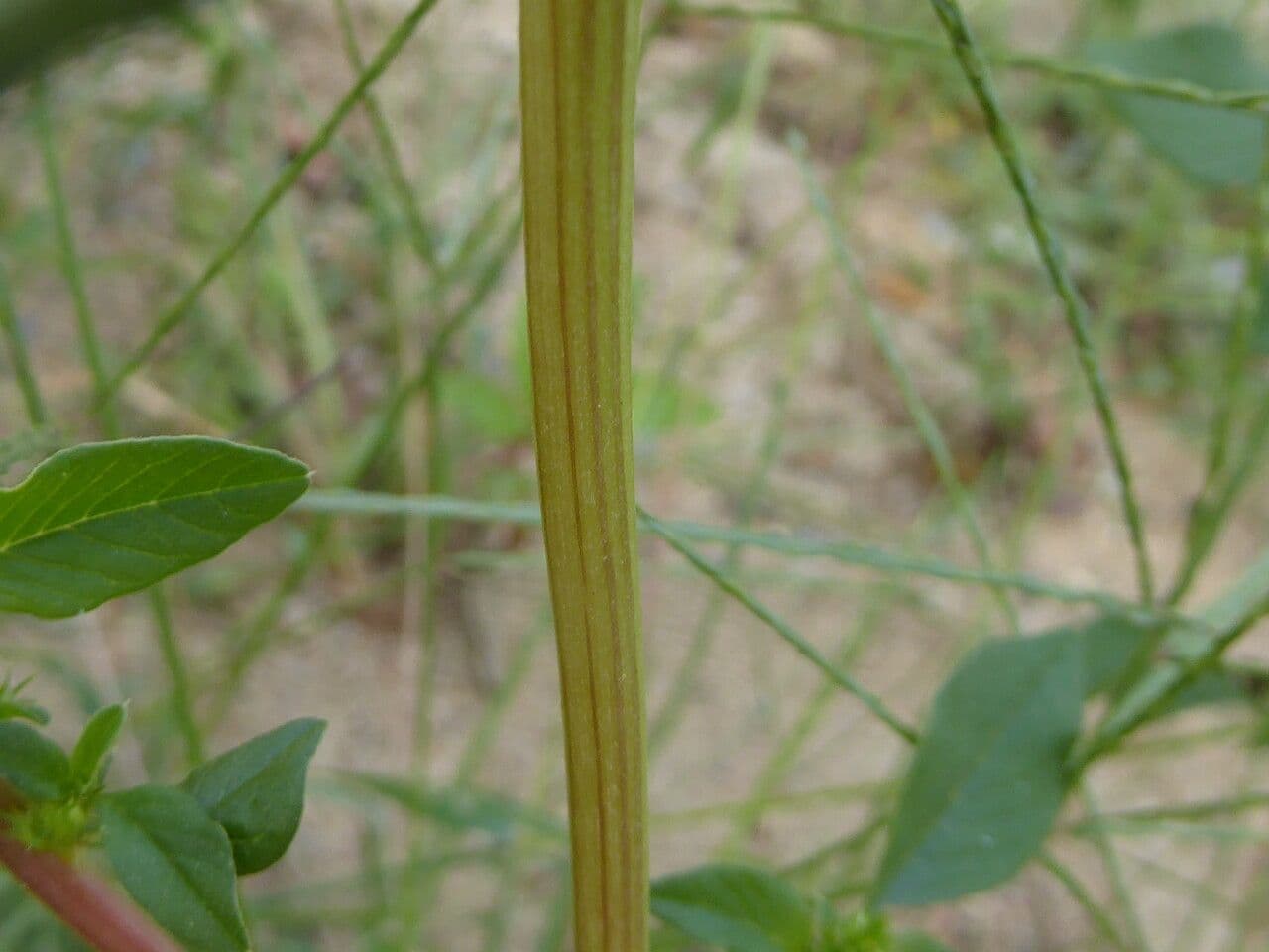 Amaranto ibrido 21
