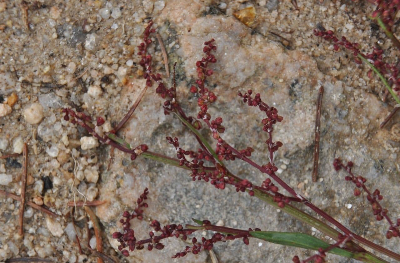Acetosella 4