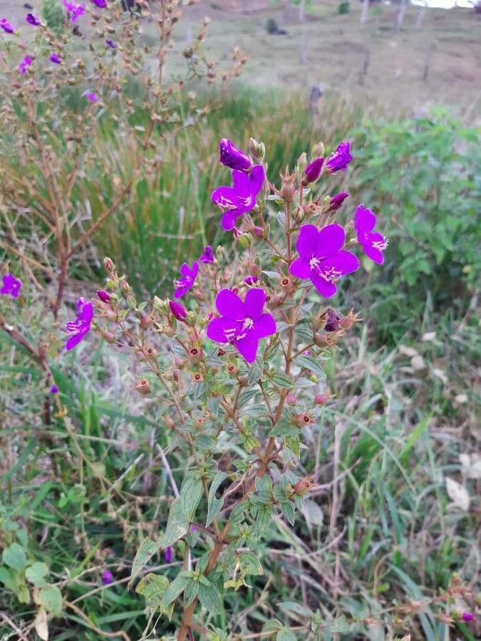 Rhynchanthera grandiflora 2