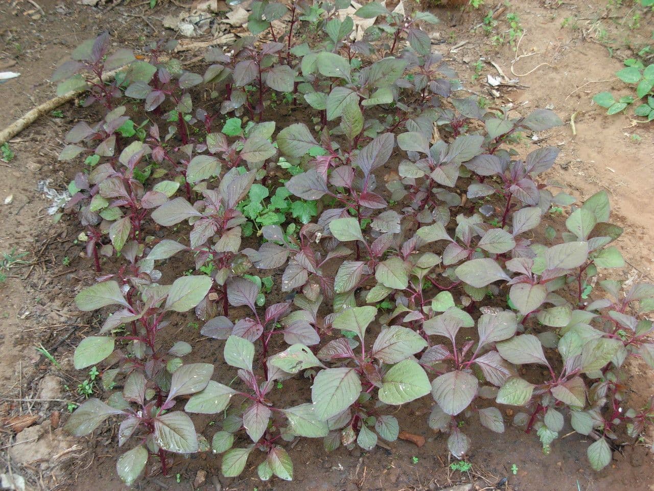 Amaranto tricolore 11