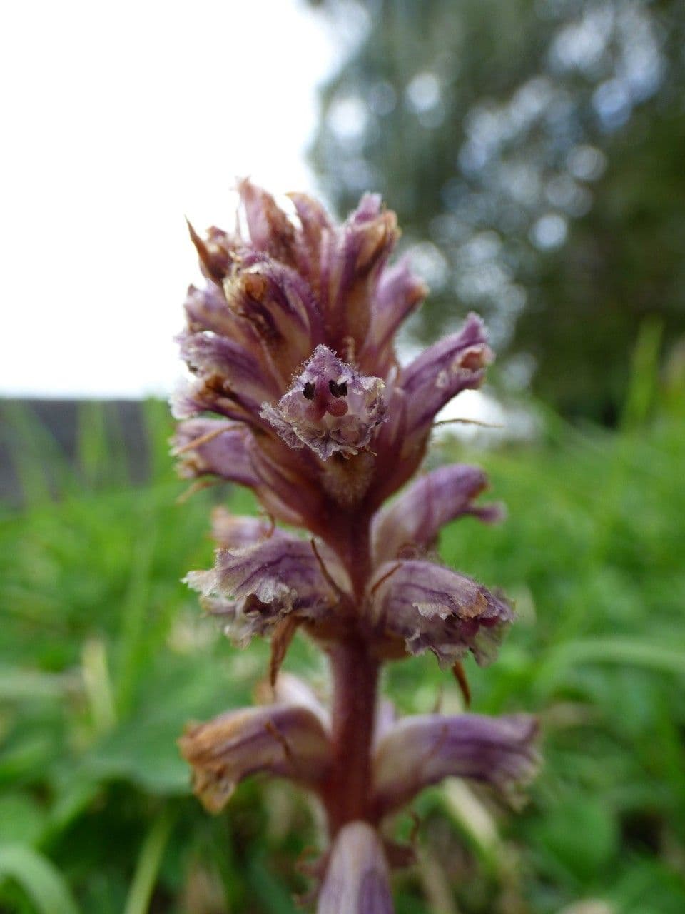 Succiamele minore 8
