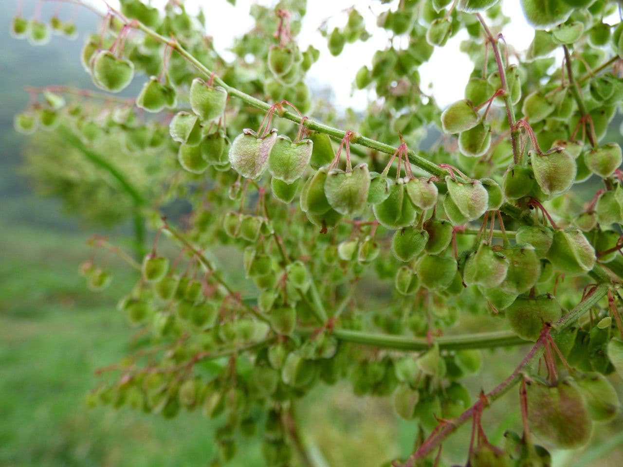 Acetosa abissina