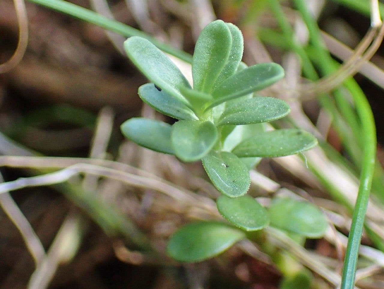 Rock speedwell 13