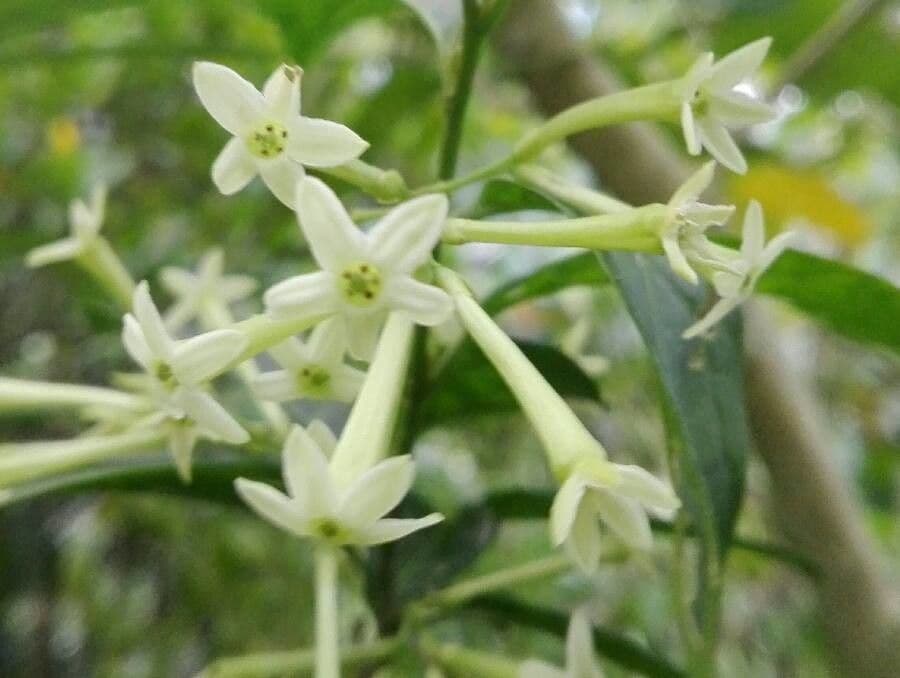 Cestrum nocturno 9