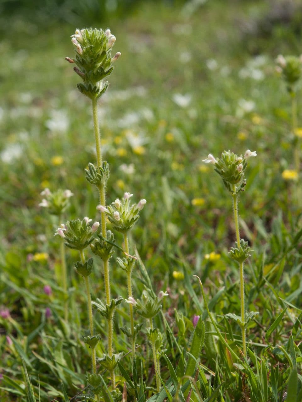 Parentucellia latifolia 6