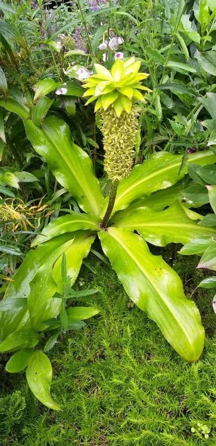 Eucomis 11