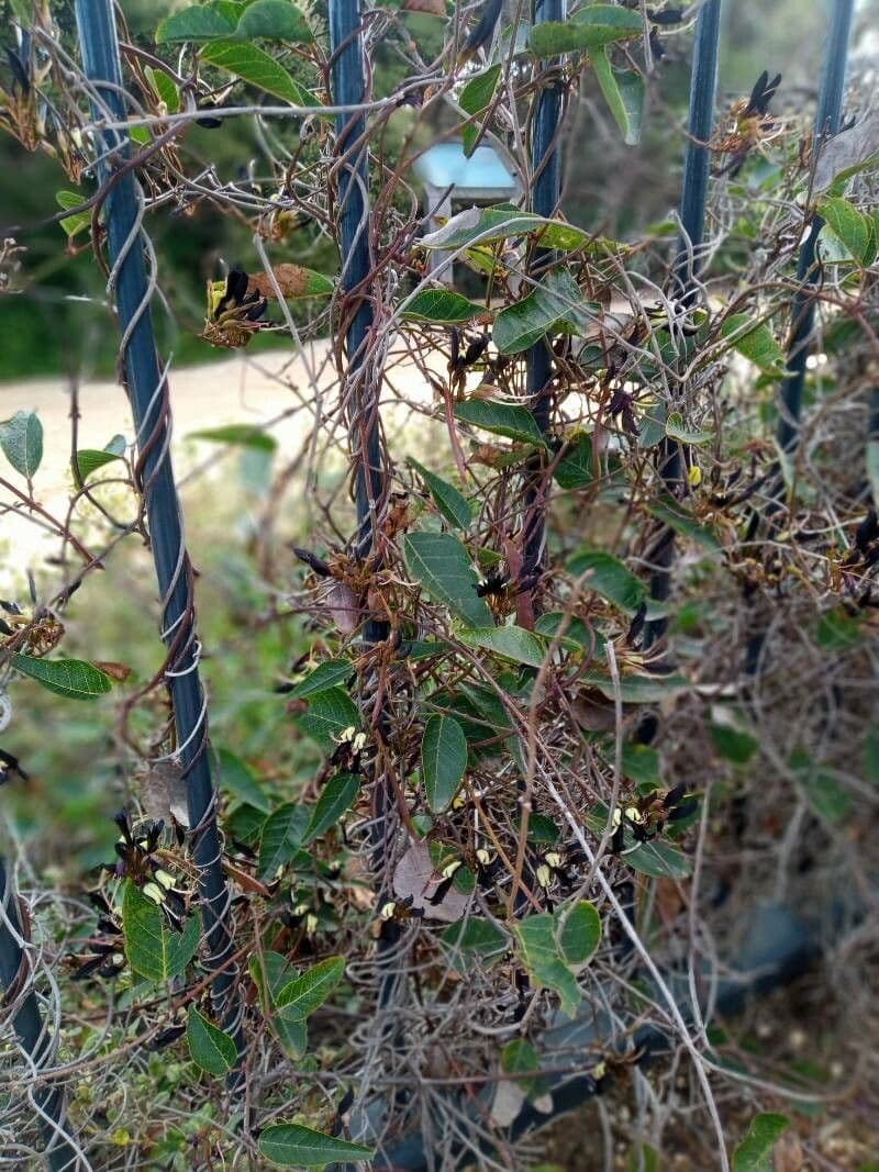 Kennedia nera 2