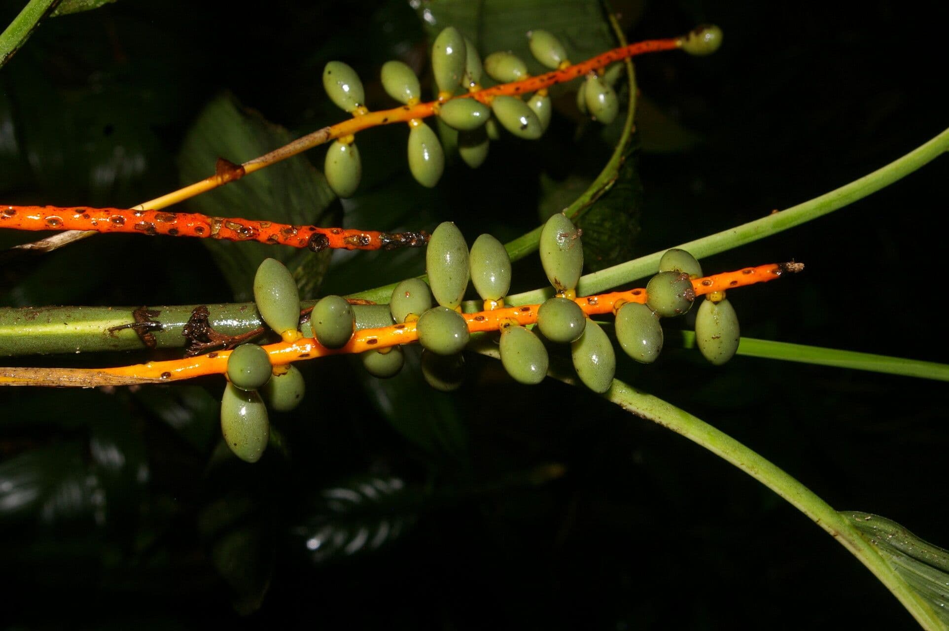 Chamaedorea 2