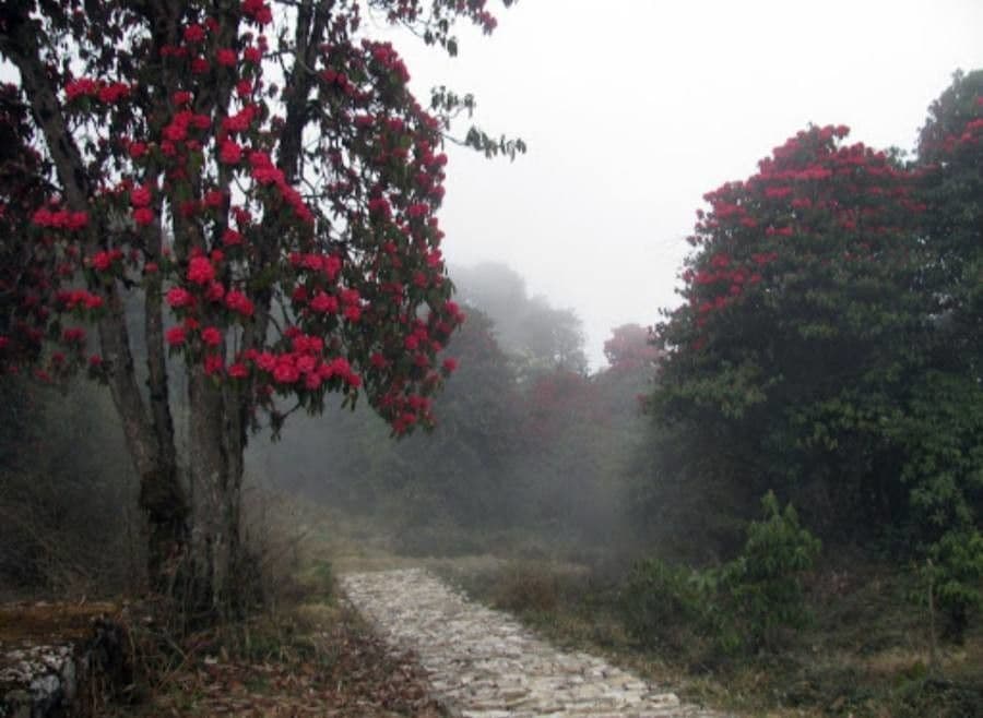 Rododendron stromovit
 8