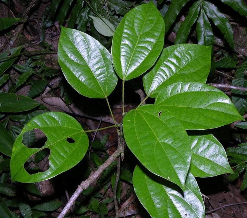 Abuta 11