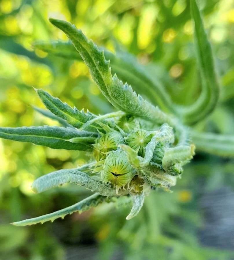 Senecio pterophorus 23