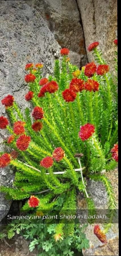 Rhodiola rosata 3