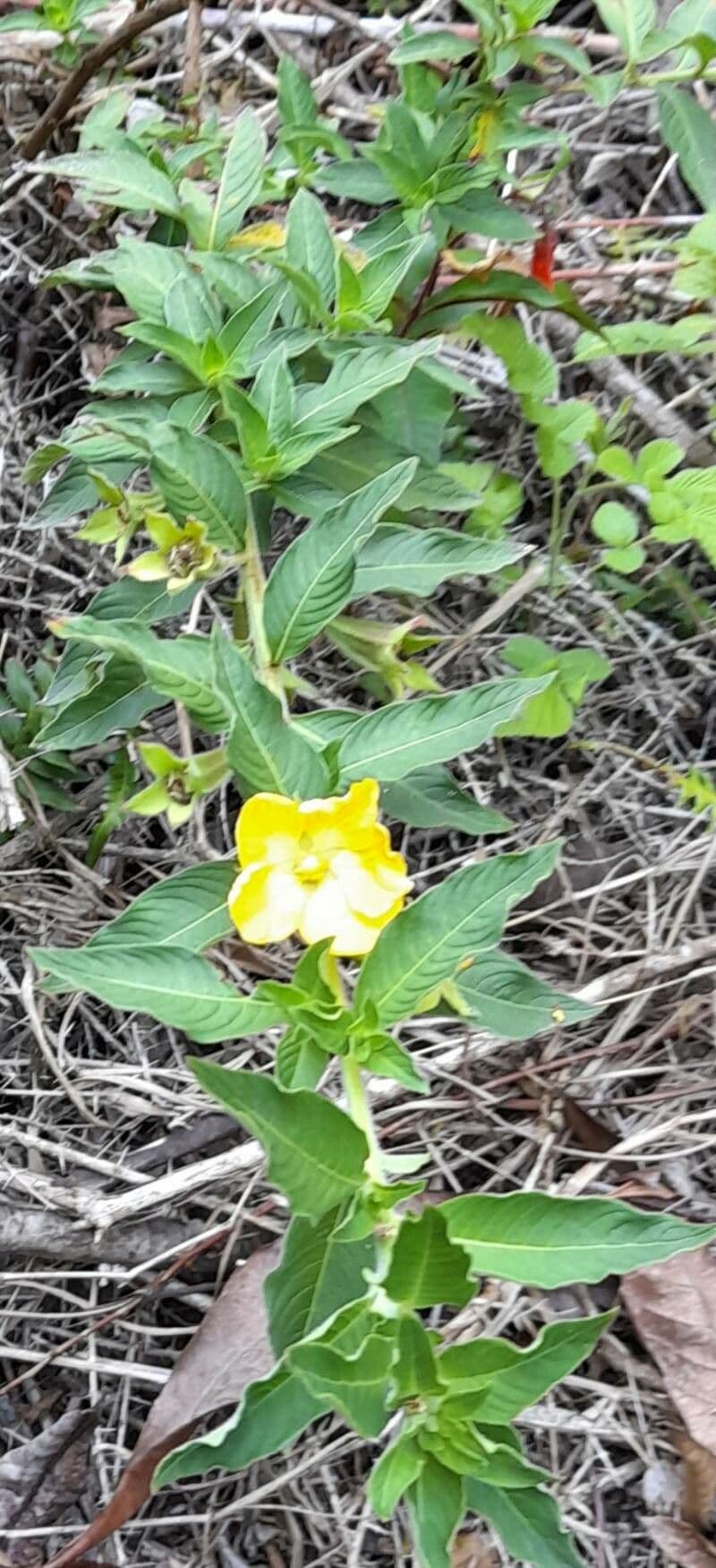 Peruvian primrose-willow 7