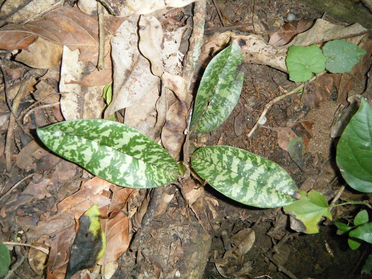 Orchidea monaca 11