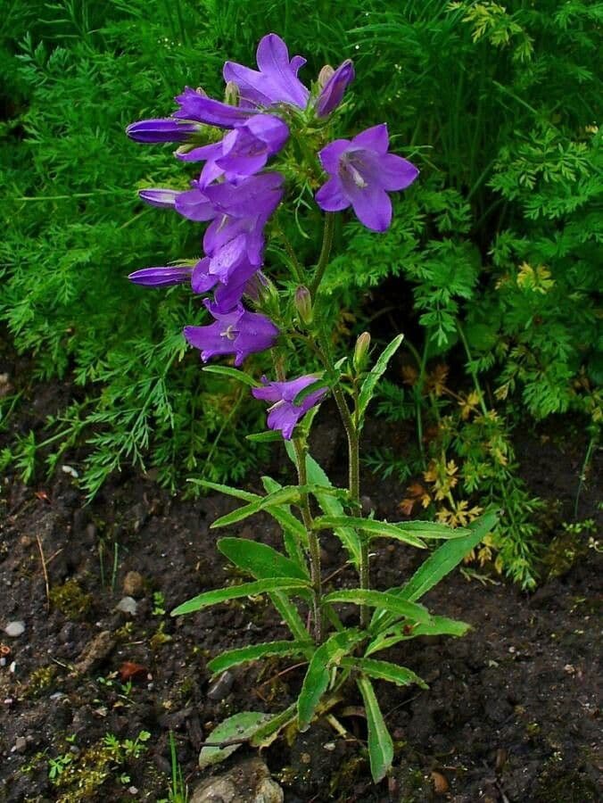 Campanula siberiana 8