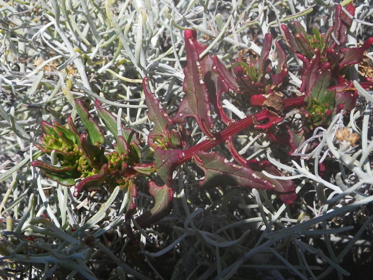 Patellifolia 10