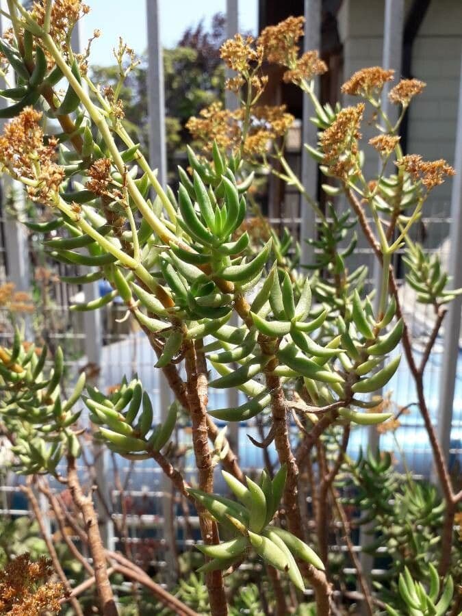 Crassula tetragona 13