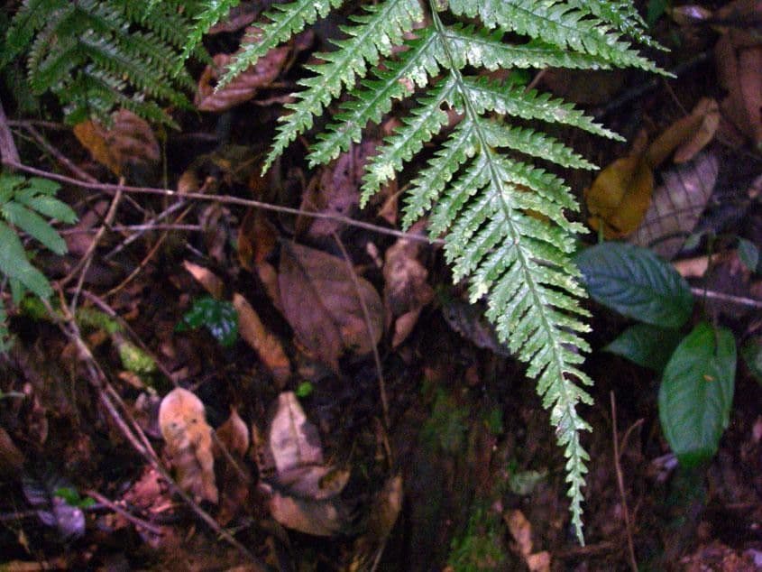 Stigmatopteris 3